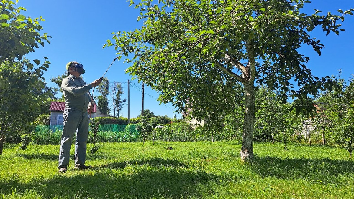 Обработка после окончания цветения