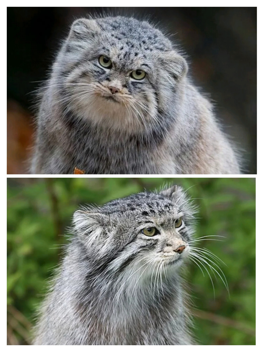 Коллаж с фото с Pinterest