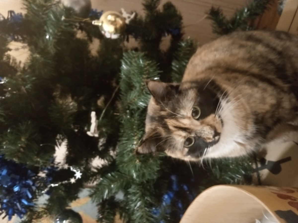 БОНЯ пришла мне помочь