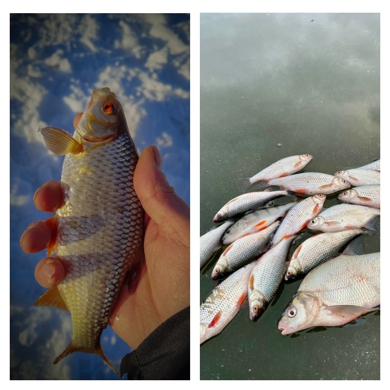 Красноглазая красавица...