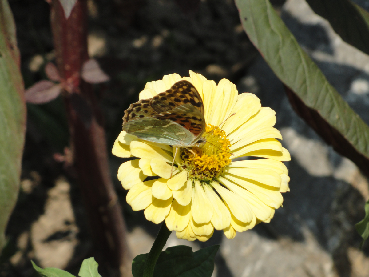 Бабочка Перламутровка большая присела на Циннию Дабл Захара