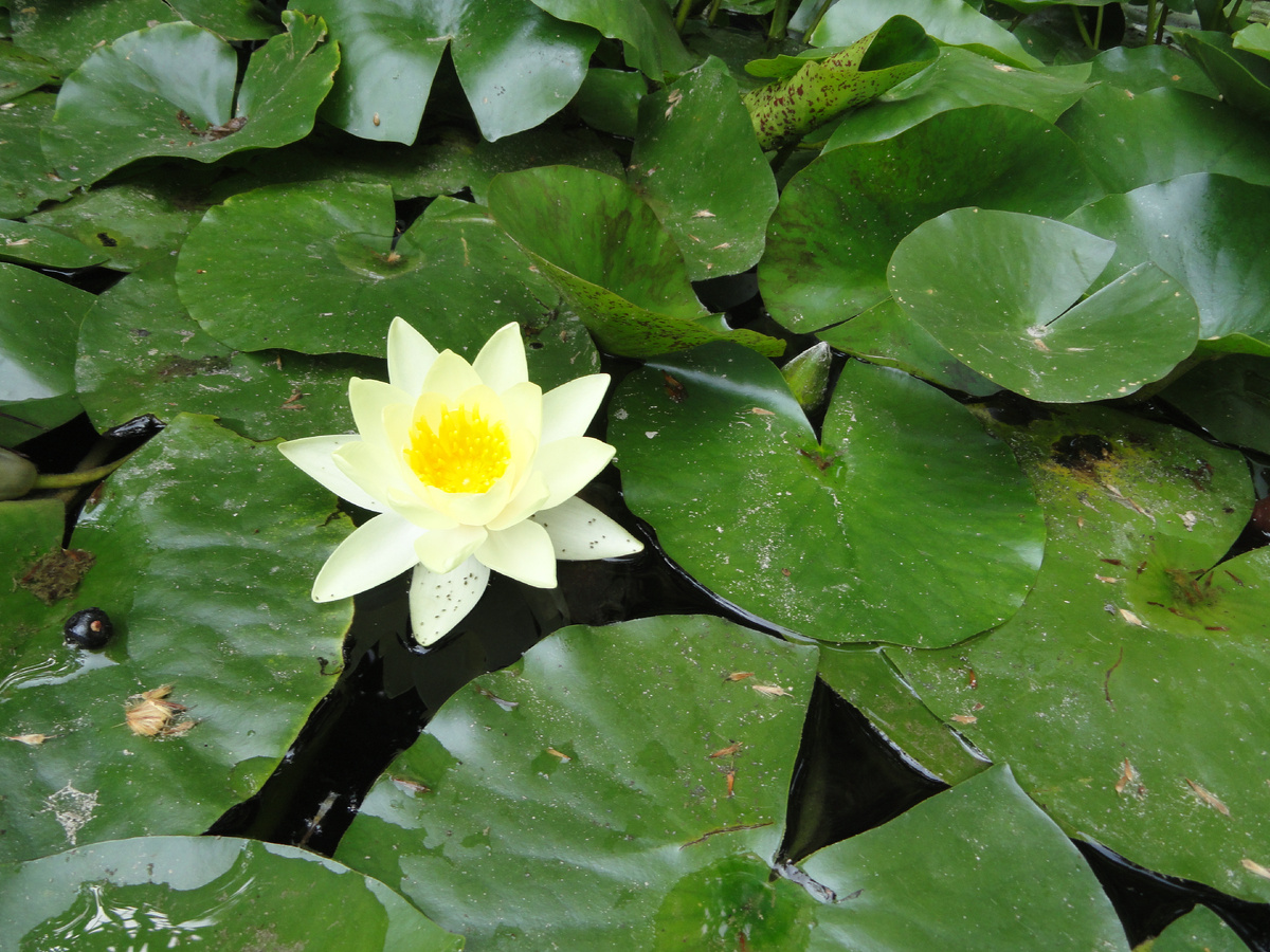 Кувшинка или Нимфея. Оттенки могут быть разные. Это жёлтая. 