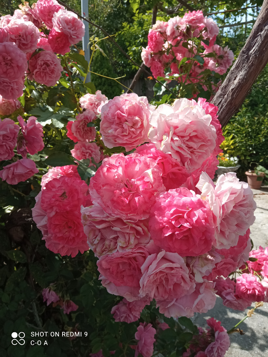 Розариум Ютерзейн в моем саду. Фото автора.