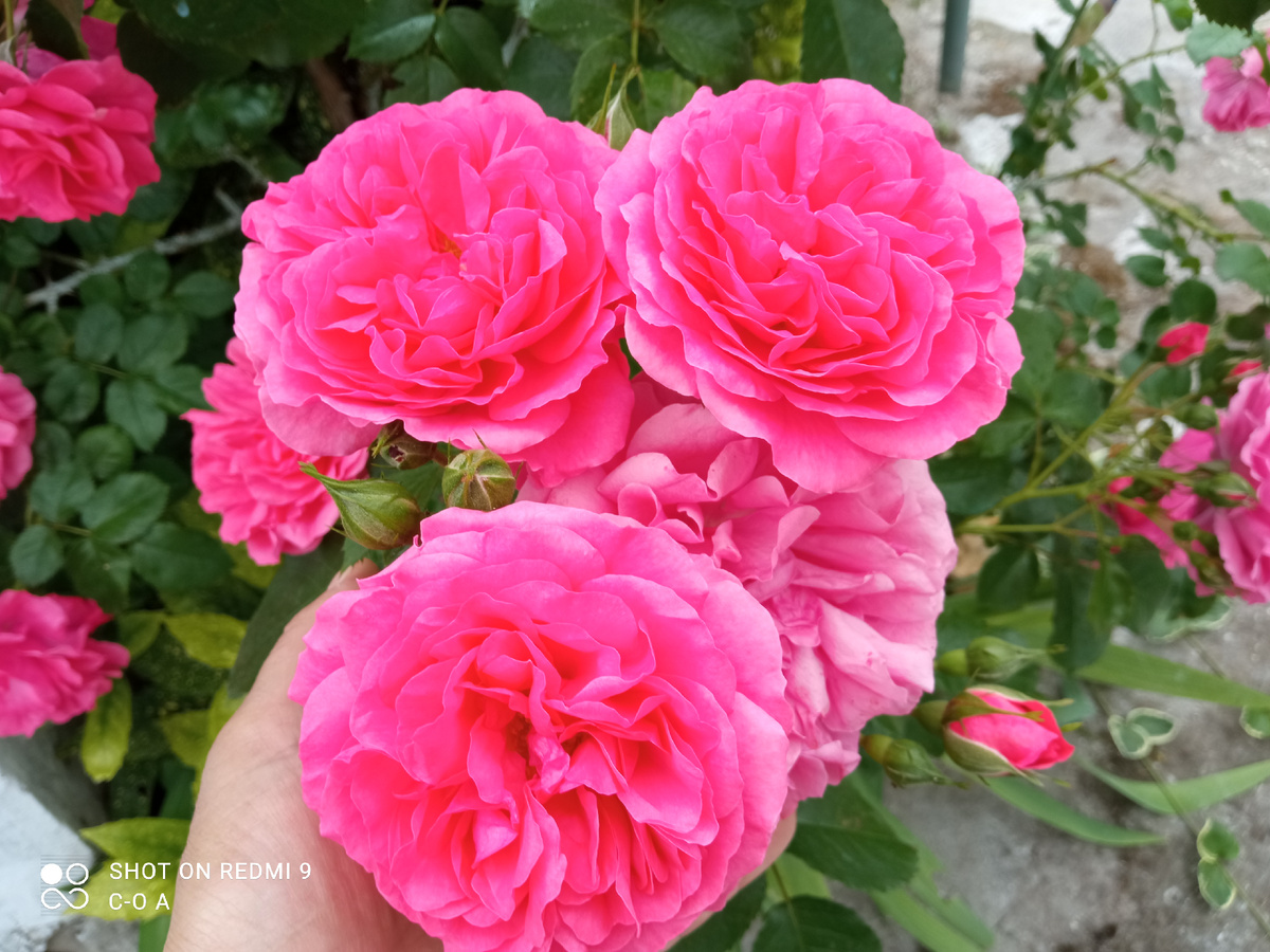 Роза Розариум Ютерзейн. Фото автора.