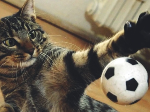 Почему у одних хозяев кошки играют, а у других нет. Основные ошибки при игре с кошкой