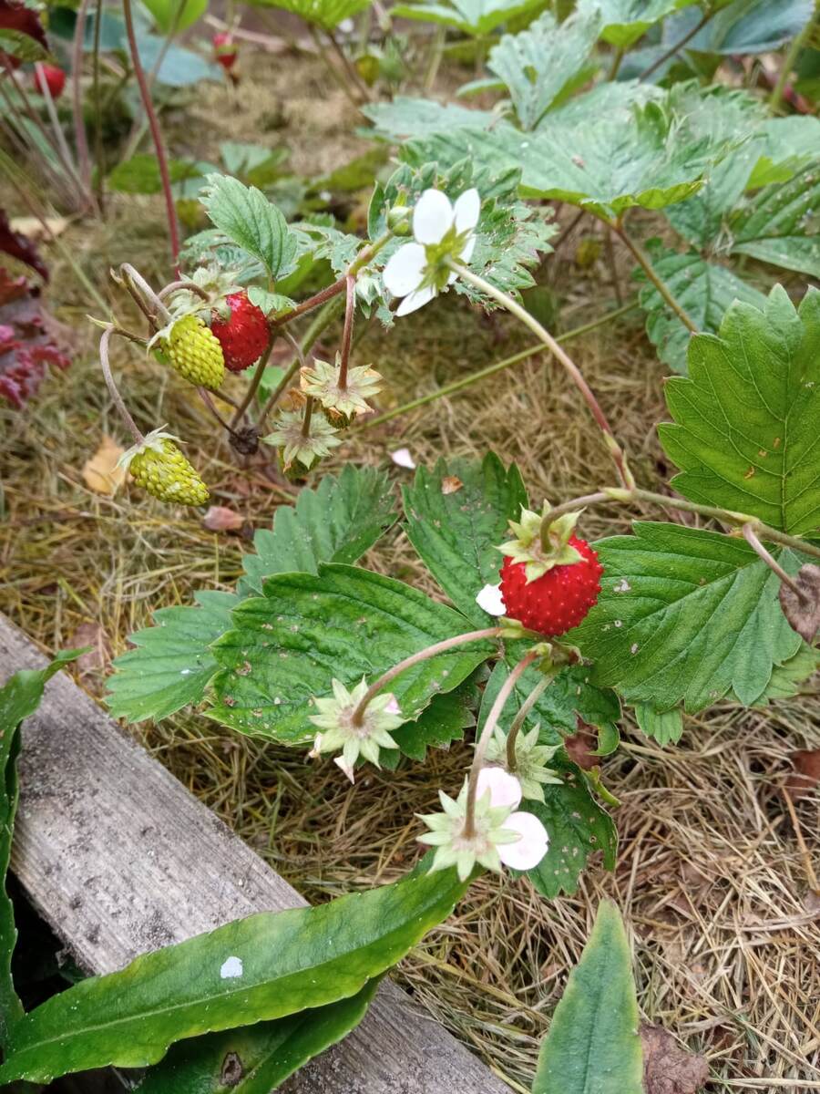 Мульчирование посадок с земляникой.