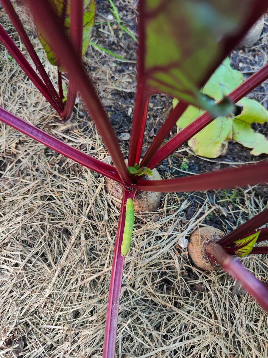 Фотографировала наглую гусеницу. Заодно видна мульча на грядке со свеклой.