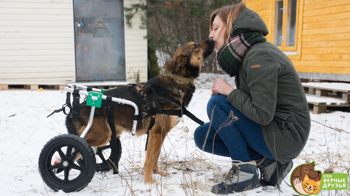 Источник: https://озж-верные-друзья.рф