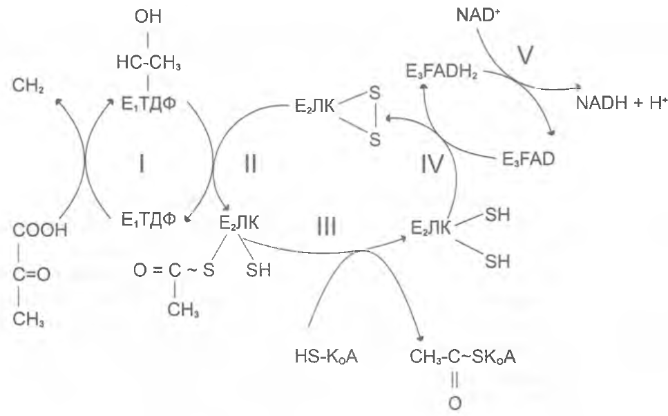 Окислительное декарбоксилирование пирувата
