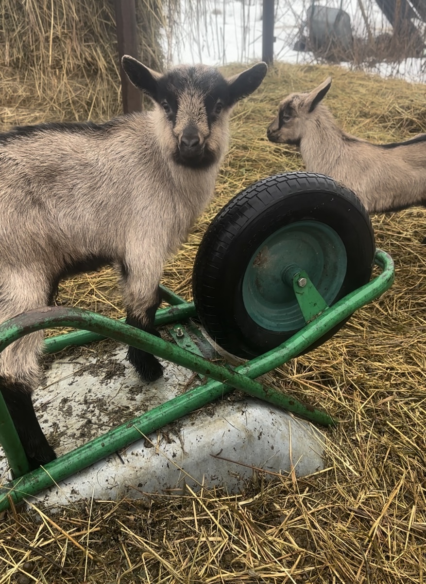 Выращивание козлят в разное время года.