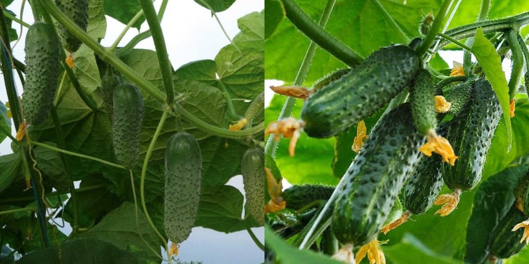 Выращиваю пучковые огурцы по методу деревенского агронома. Простые шаги удвоили урожай