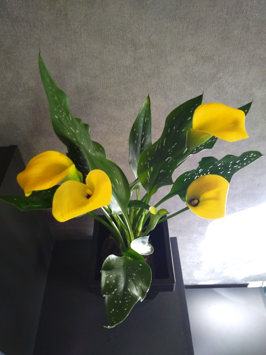 Фото мое. Ученики на день учителя подарили калу