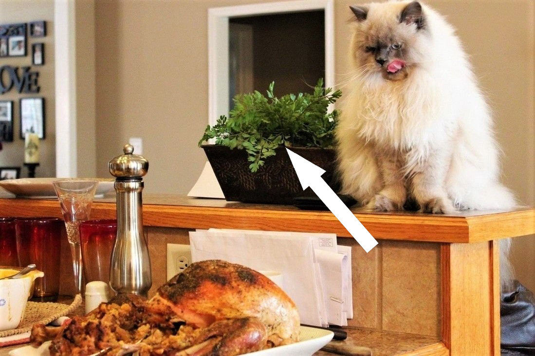    15 потрясающих мемов про еду, которые поднимут вам настроение