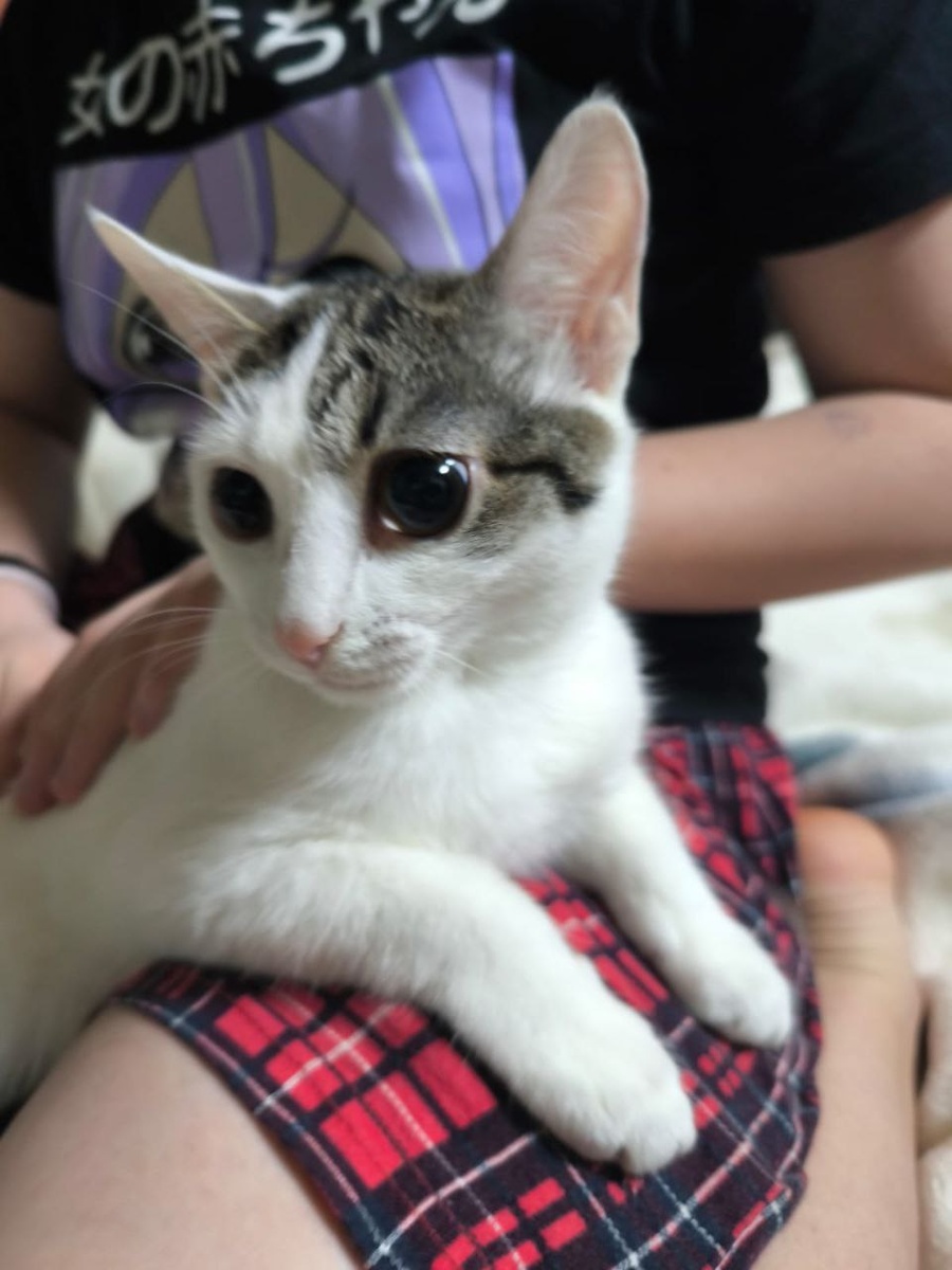 Люси на коленях у дочки хозяйки передержки