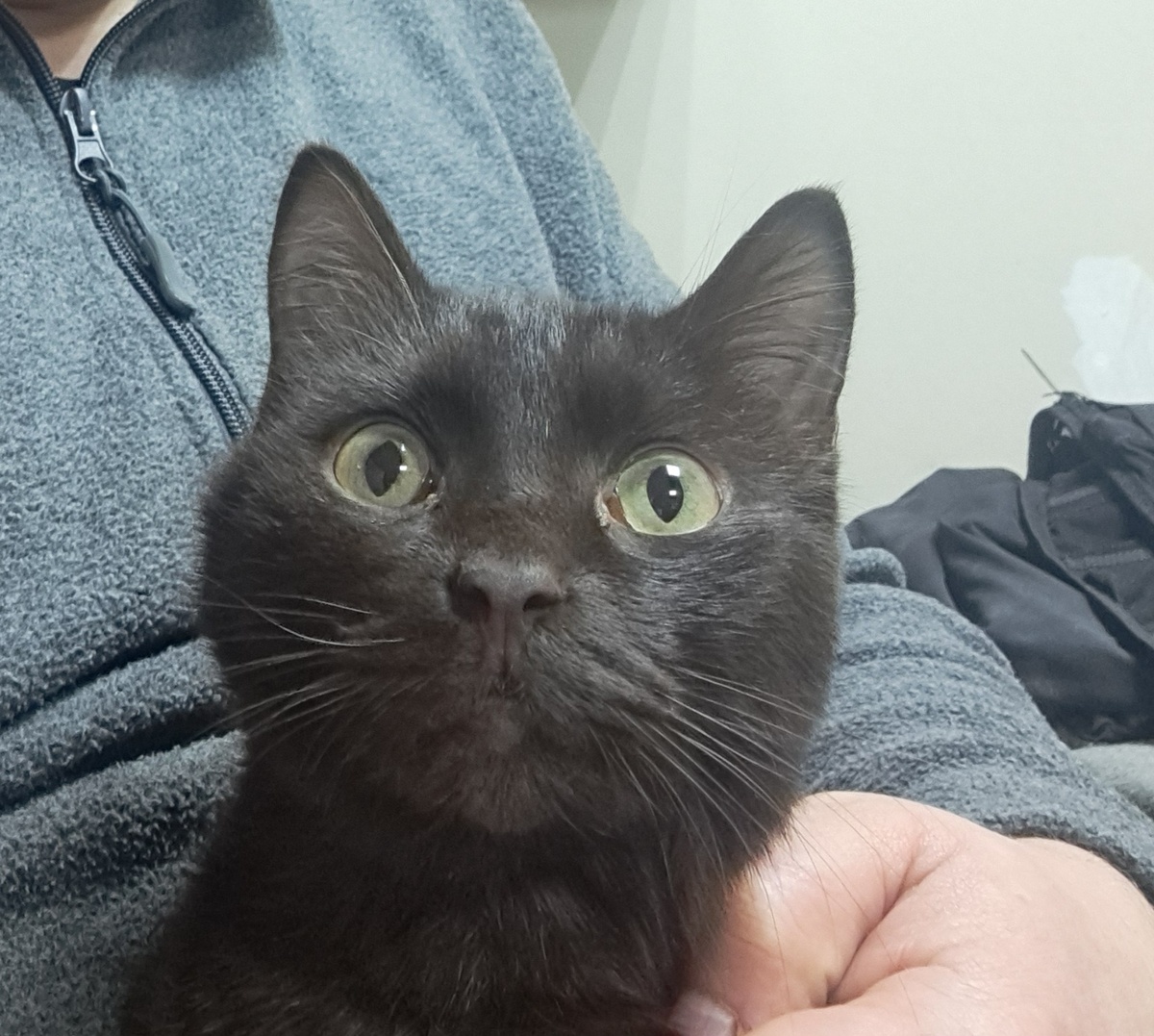 Мистер Черноф