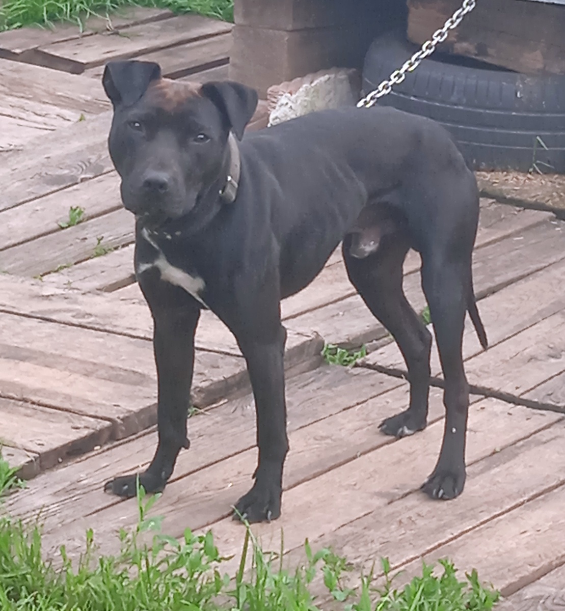 Американский питбультерьер