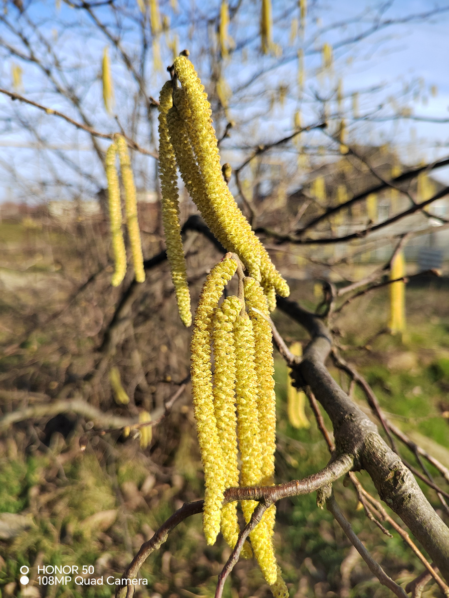 Мужские цветы. Серёжки...