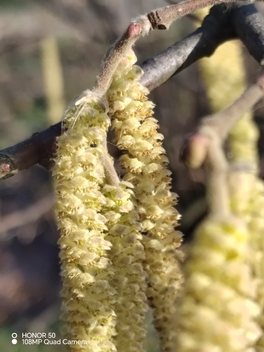 Чешуйки раскрылись