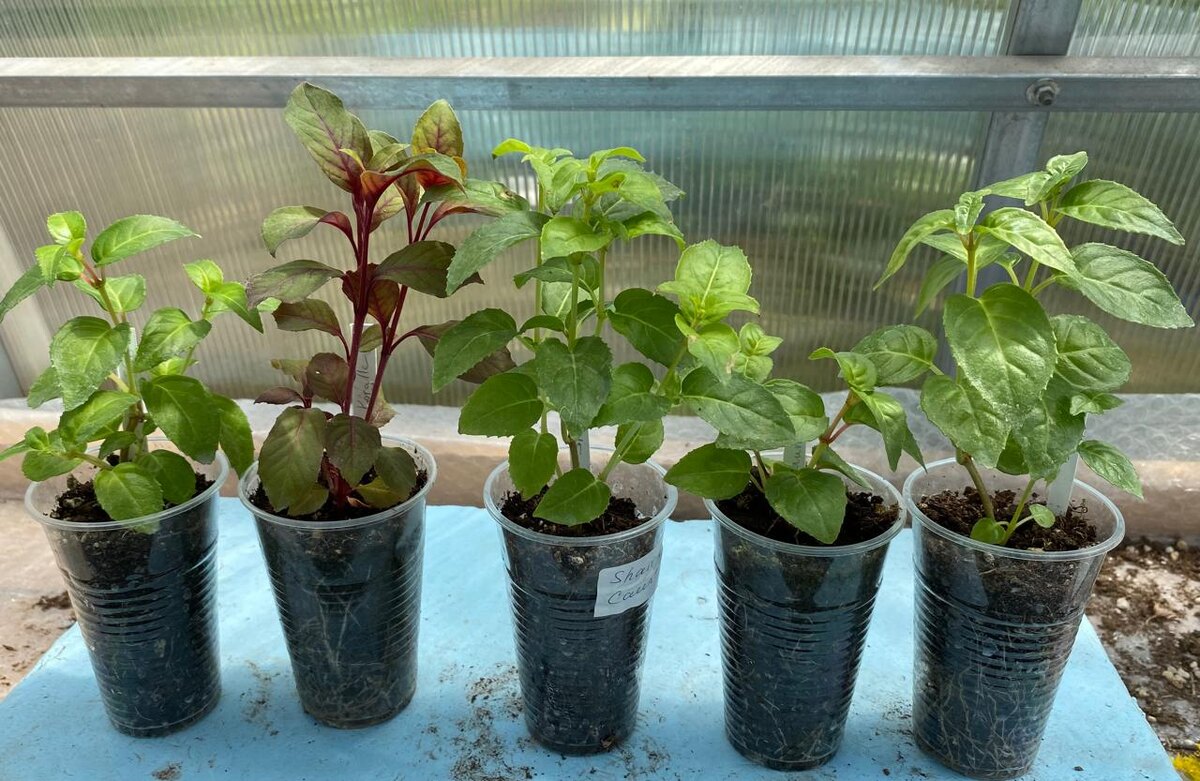 Черенки фуксий перед отправкой.