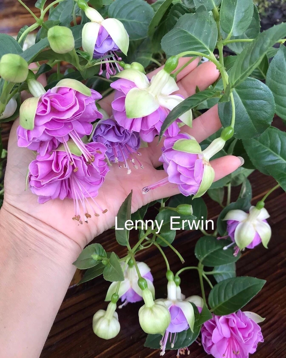 Этот сорт был практически в каждом заказе.