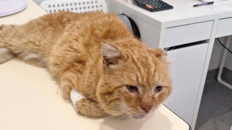    Фото предоставлено волонтёрами