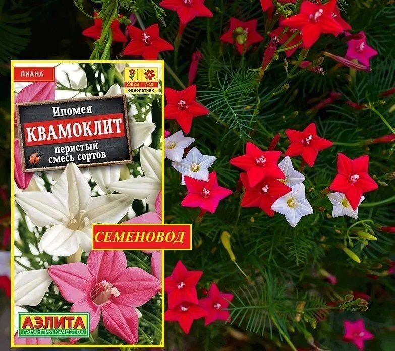 Фото из сети в свободном доступе