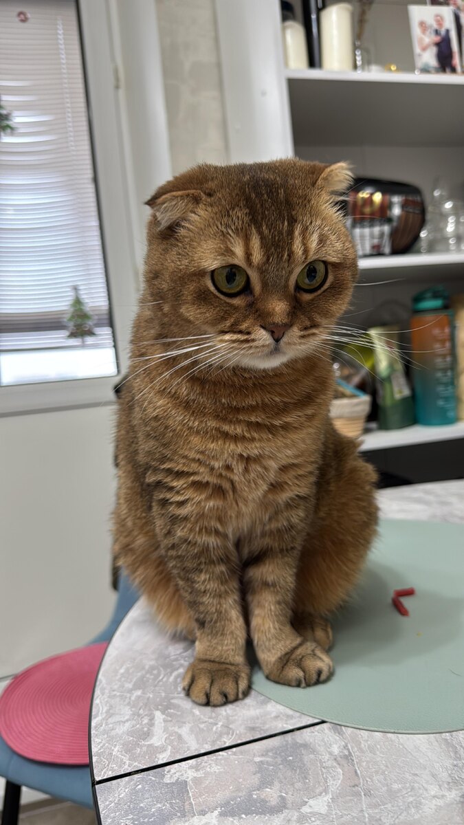 Мэй Ли (из личного архива)