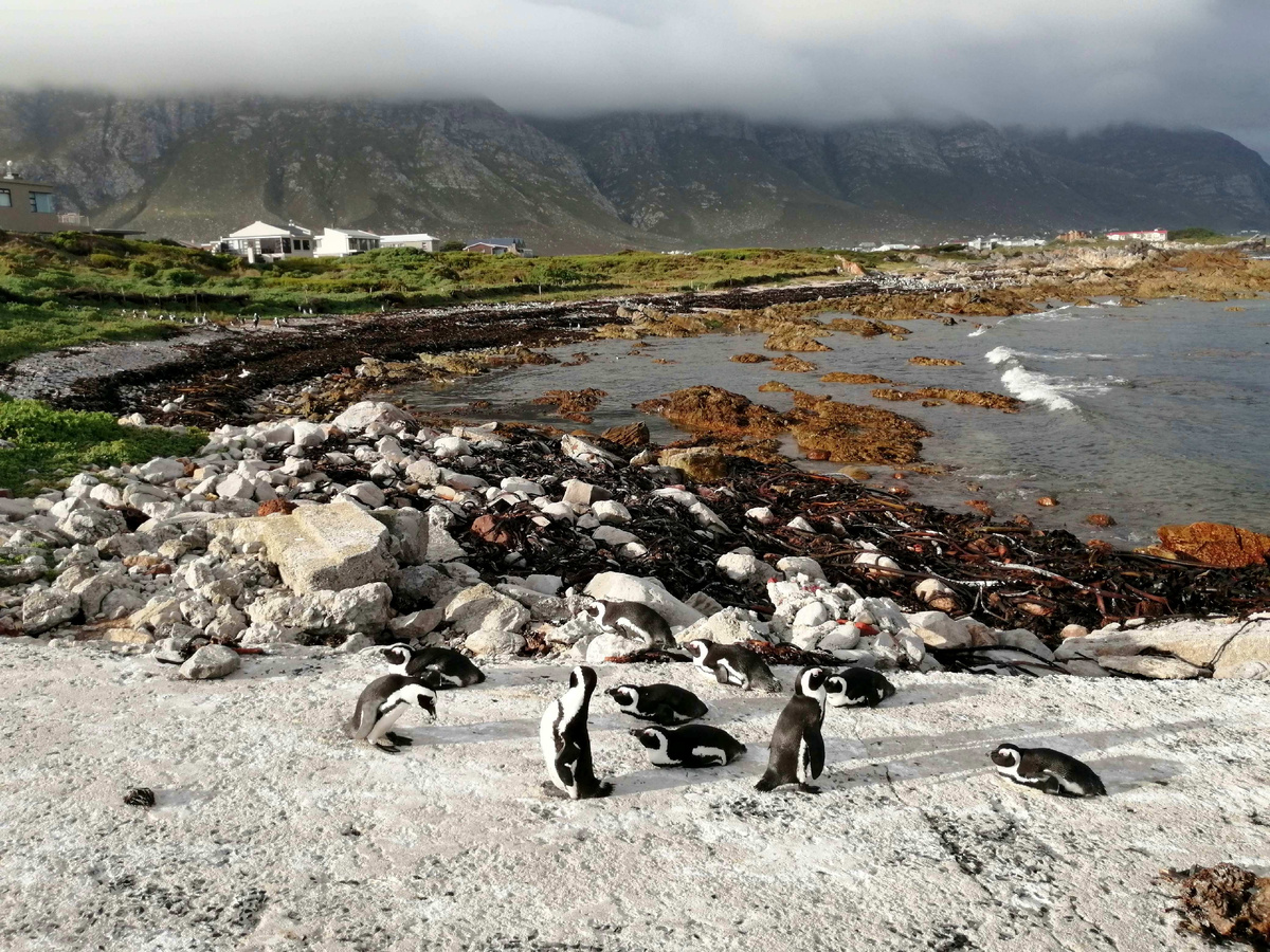 Пингвины Betty’s Bay