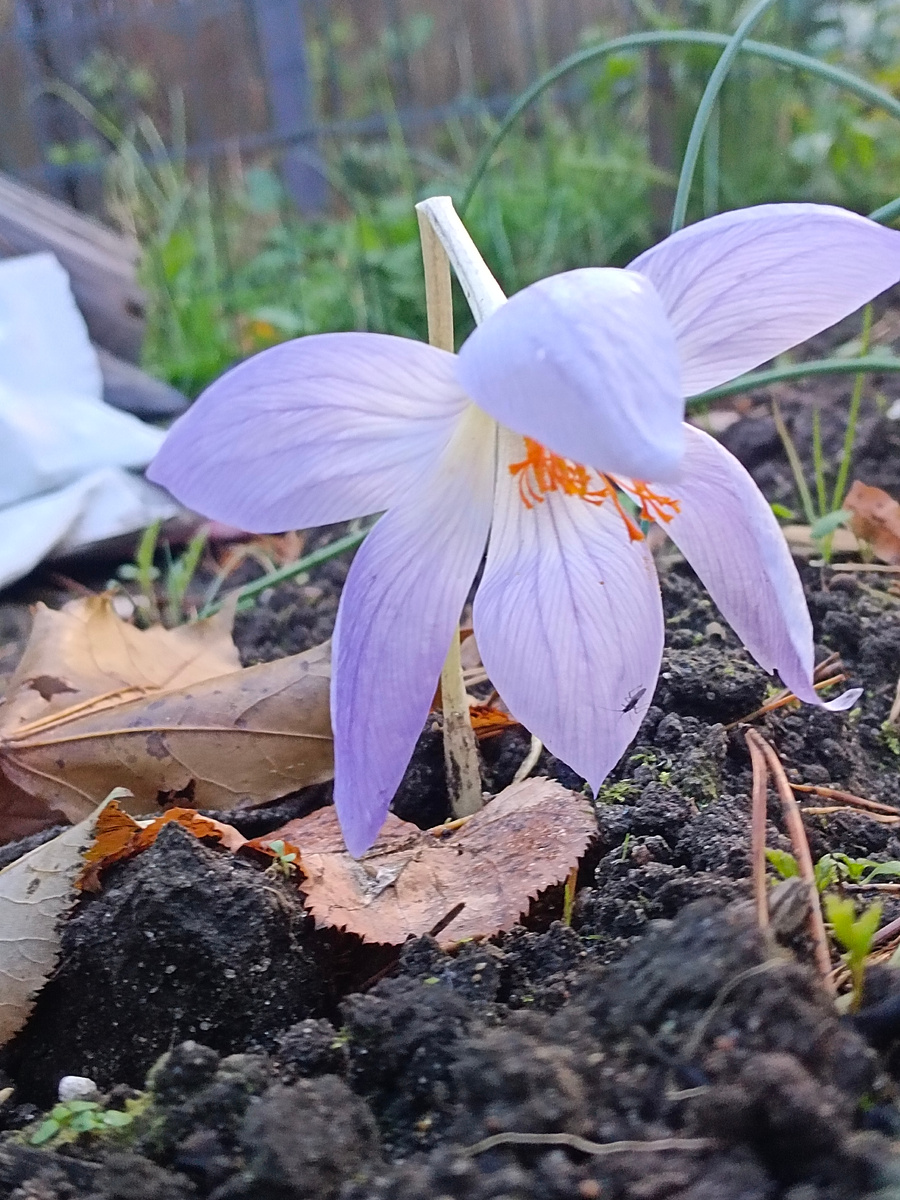 загадочный крокус Великолепный, который пробрался к нам на участок как Сативус!