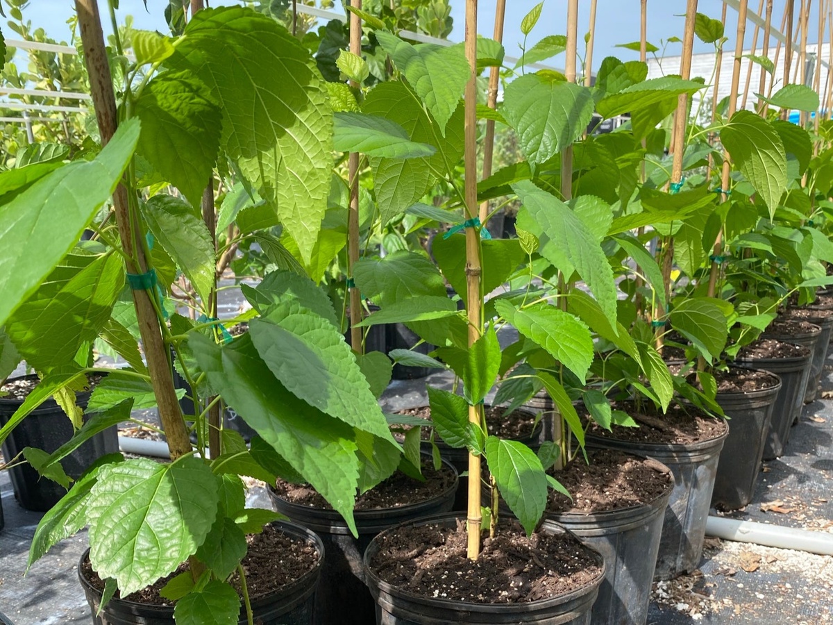 Саженцы шелковицы. Фото: eureka-farms.com