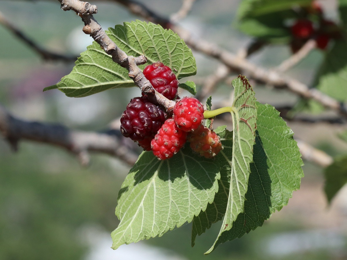 Шелковица чёрная. Фото: Александр Фатерыга, plantarium.ru