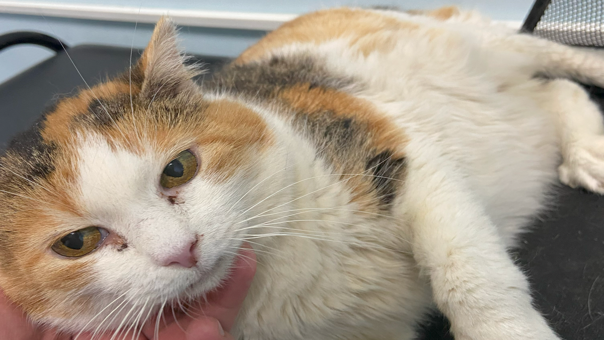 Пожилая кошка с почечной недостаточностью