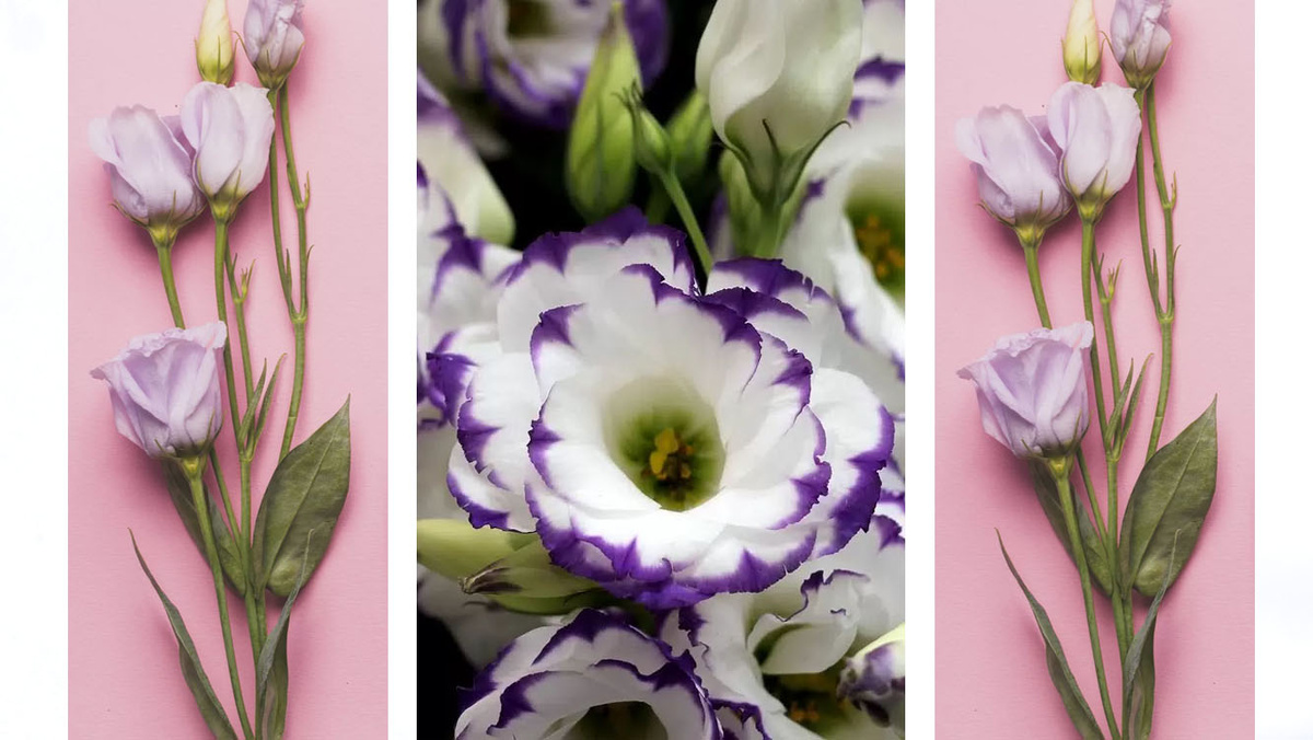 Как-то в сентябре-октябре 2024 г. узнала о красивом цветке под названием ЭУСТОМА. Поговаривают, что очень красивый и очень капризный цветок. Но мы же не боимся трудностей. Перелопатили информацию в интернете и вперед, в магазин за семенами, ведь эустому нужно сажать в октябре-декабре, чтобы она успела порадовать своими цветами хотя бы в июле!