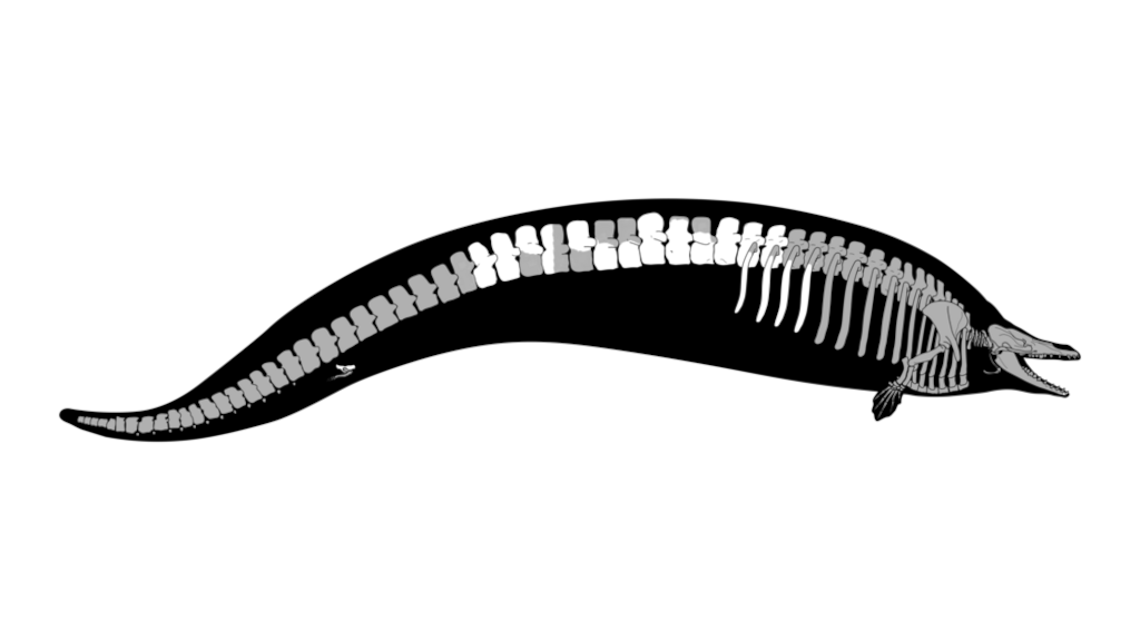Прямо скажем, от кита осталось не так чтобы слишком много. Поэтому затруднения с реконструкцией вполне понятны.