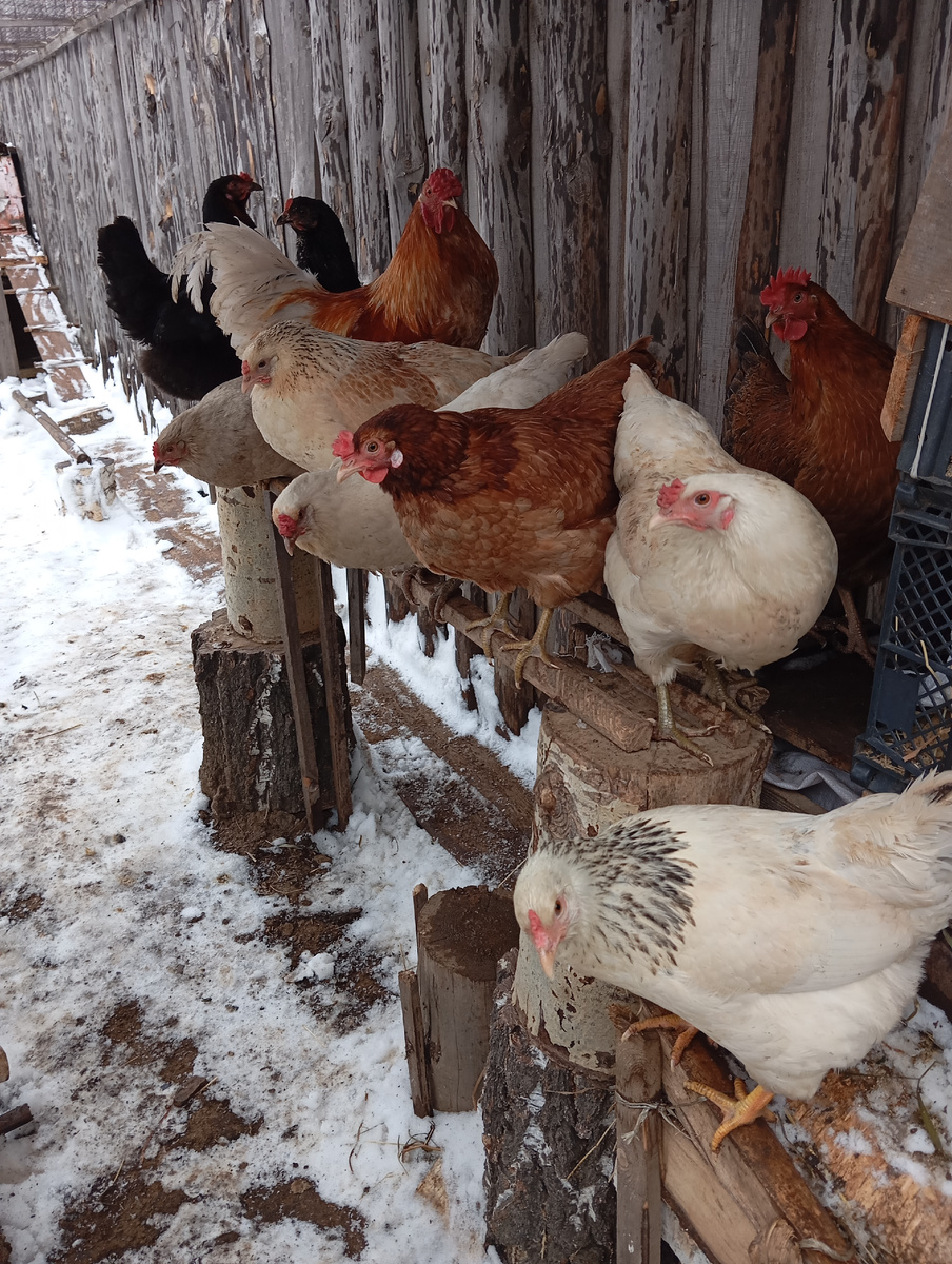 Родительское семейство на весну 2025 года