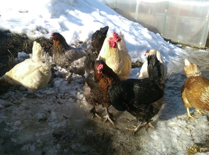 Их родители: семейство весны 2024 года. /+семья Кучинской Юбилейной породы из другого хозяйства от которой я планировала вывести петуха, но так как петухи оказались слишком крупными для моих кур, то я выбрала курочку Апельсинку для разбавления крови в следующем поколении, через вывод петуха от неё/