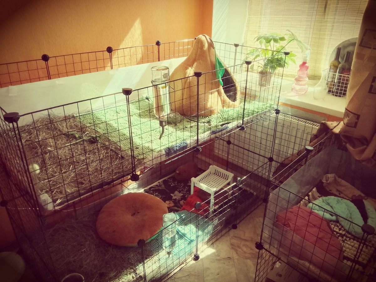 Большие вольеры в двухэтажном исполнении. Пластиковые поддоны и пелёнки сверху. В углах поддоны с сеном. 8 свинок и много уборки!