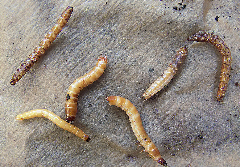 Вредитель проволочник