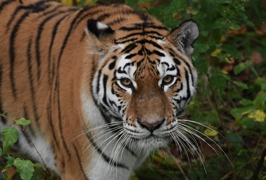     / Источник: © Виталий Аньков/РИА Новости