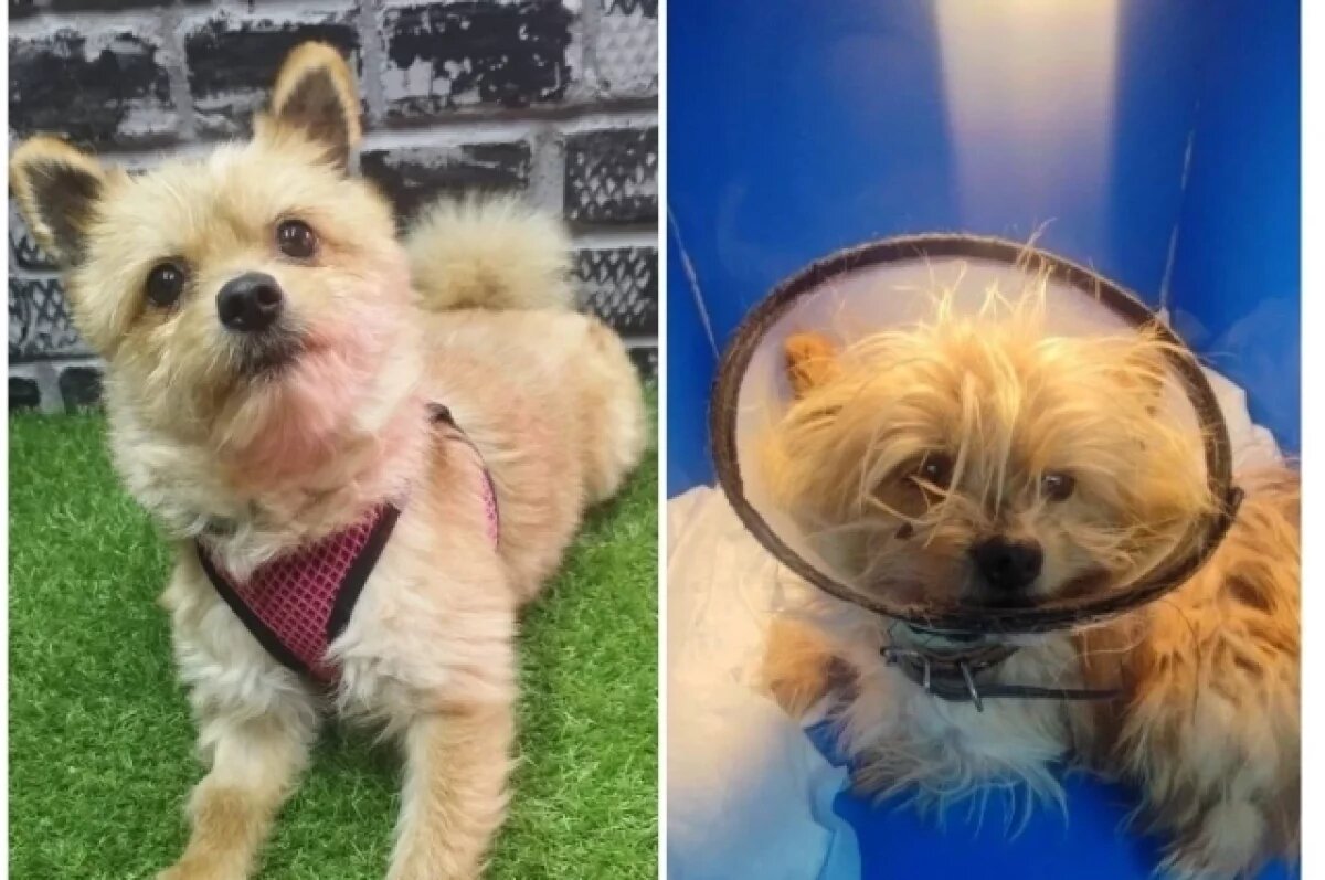    Вене примерно три года.