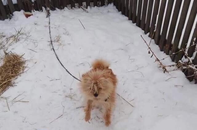    Даже когда у Вени были хозяева, он все равно сидел на привязи. Фото: animal_nsk