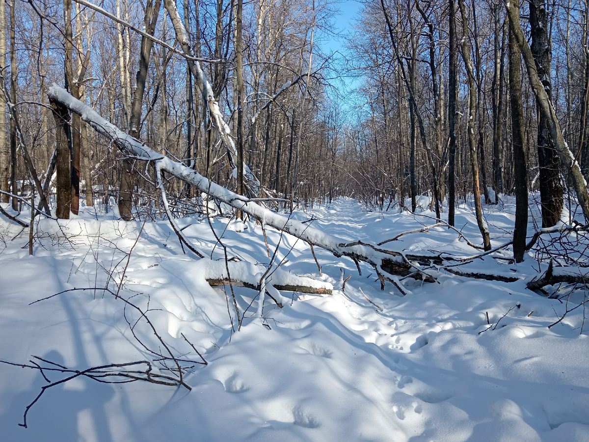 Просека лыжни Политехников. Фото автора от февраля 2025.