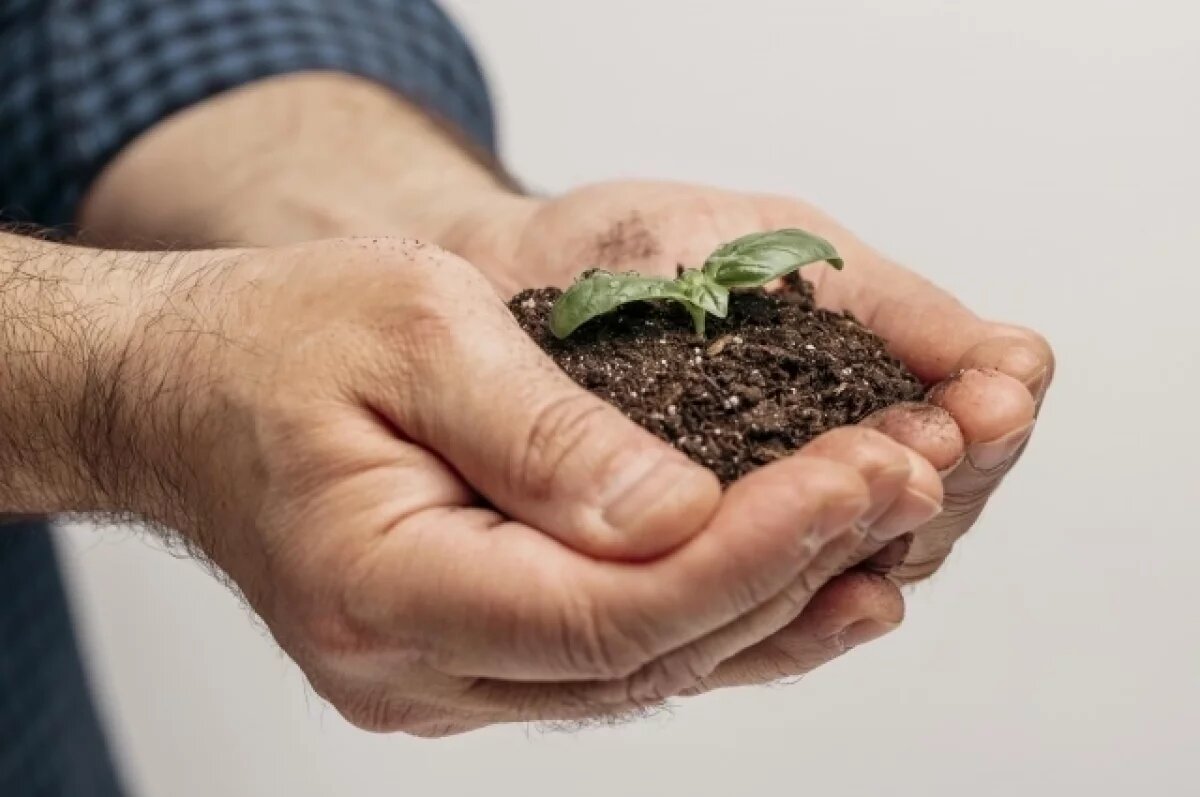    Агроном из Новосибирска дала советы дачникам, какую рассаду нужно обязательно посадить в феврале, а также как в домашних условиях вырастить тюльпаны.