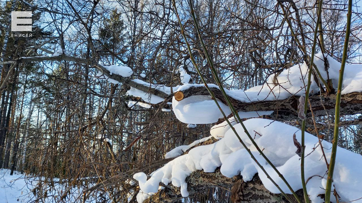     В Красноярске на рабочей неделе обещают теплую, но пасмурную погоду
