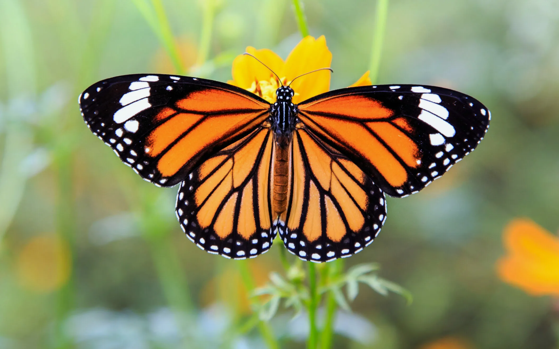 Бабочка Монарх Баттерфляй