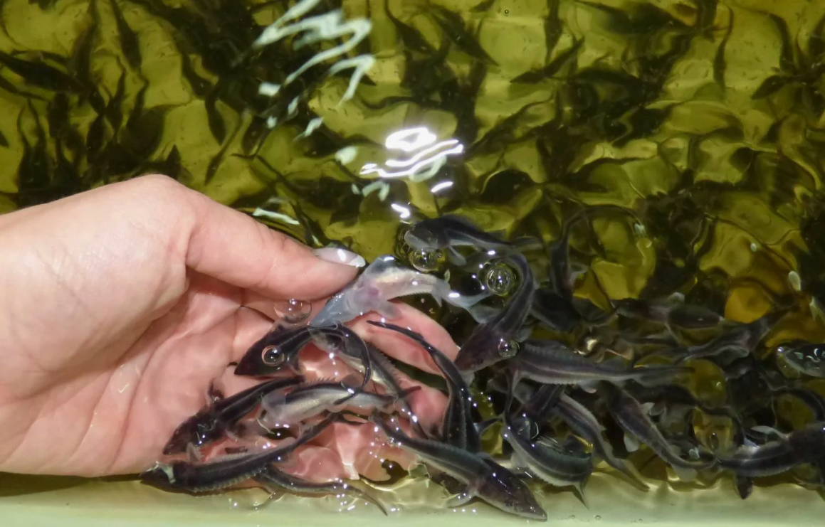 Хотя большинство рыб откладывают икру, есть и живородящие виды, например, гуппи, меченосцы и эмбиотоковые. Самка этих рыб не мечет икру, а вынашивает мальков внутри себя, пока те полностью не сформируются. Некоторые даже рождают мальков с полностью развитыми зубами, чтобы они сразу могли защищаться!