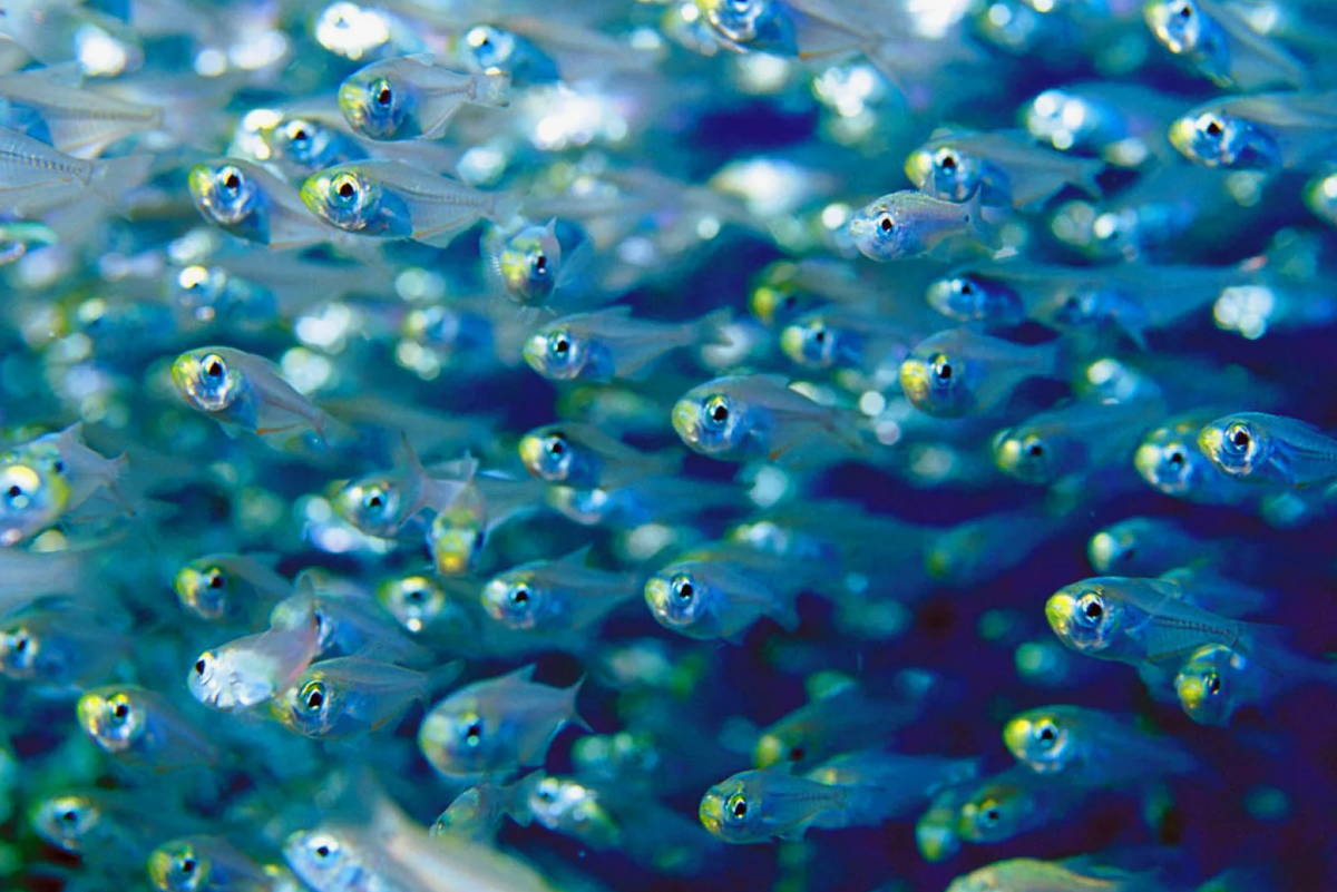 У некоторых рыб существует ротовое вынашивание. Самцы цихлид, сомов и губанов прячут икру в своем рту, пока малыши не вылупятся. Всё это время «отец-инкубатор» ничего не ест, чтобы случайно не проглотить свое потомство.