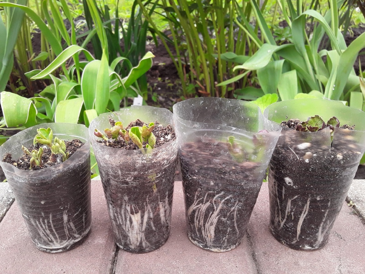 Люблю видеть корни