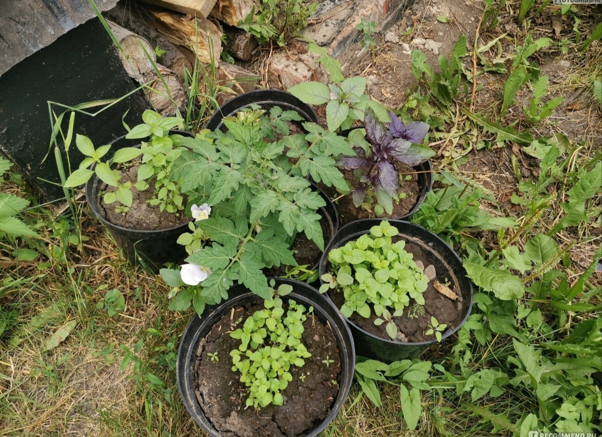 Базилик, мята, томаты в вёдрах 2024. 