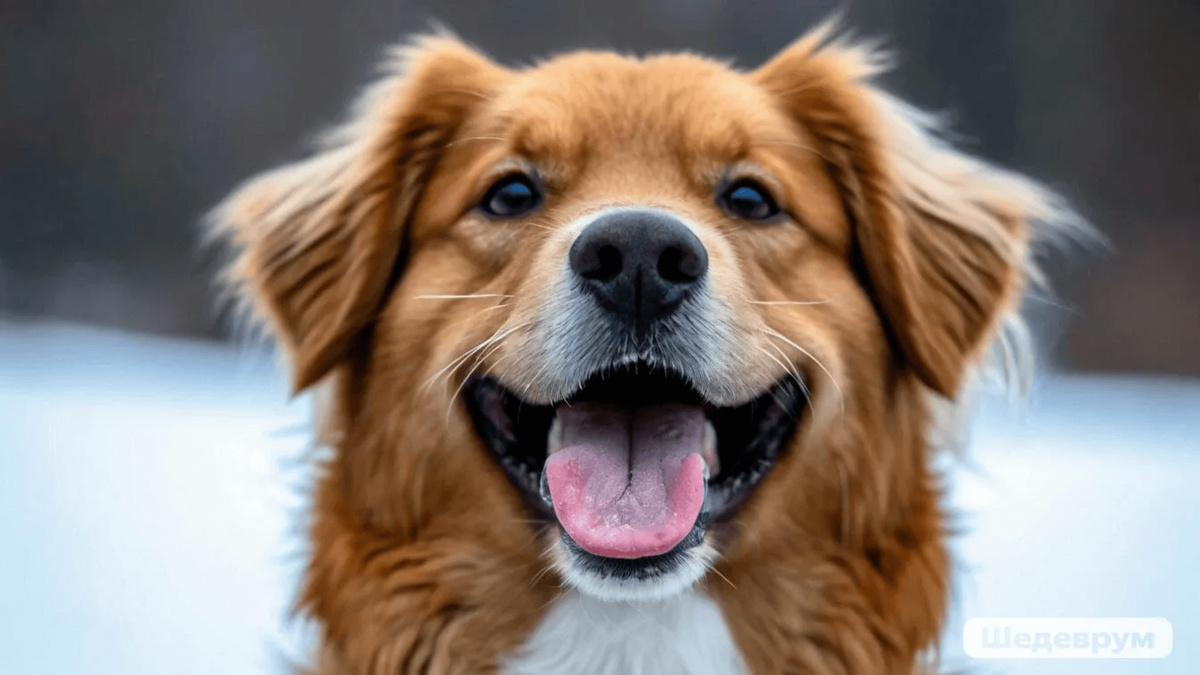 У собак есть характерное выражение лица, которое эквивалентно человеческой улыбке. Иллюстрация: Шедеврум